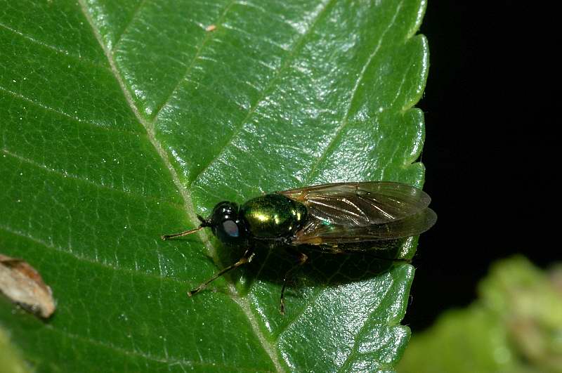 Chloromyia formosa