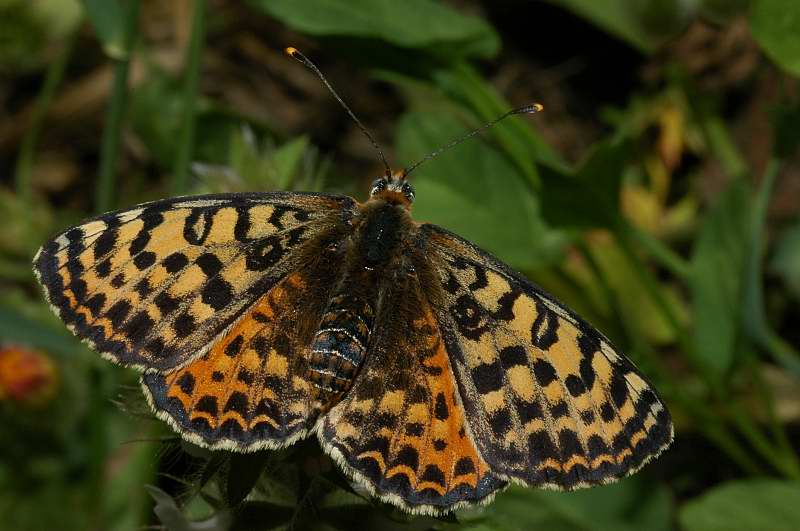 Melitaea didyma