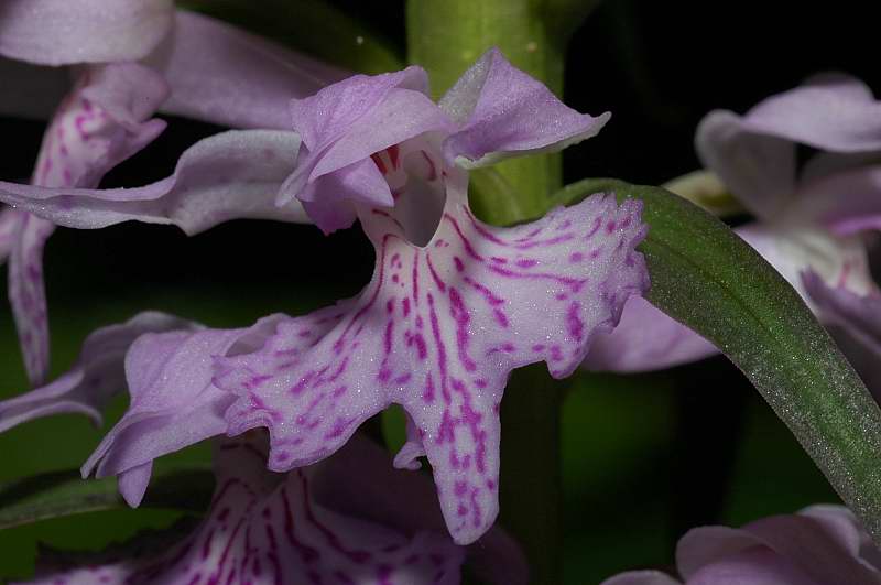 Dactylorhiza maculata