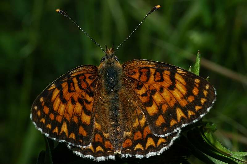 Melitaea phoebe