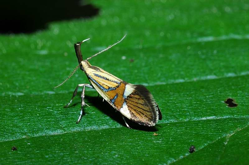 Farfallina mozzafiato: Alabonia geoffrella