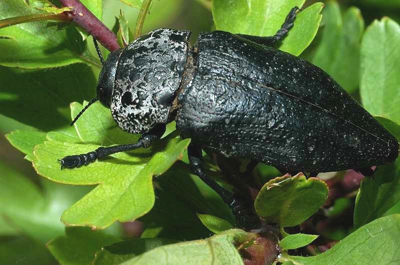 Capnodis tenebrionis (Coleoptera, Buprestidae)