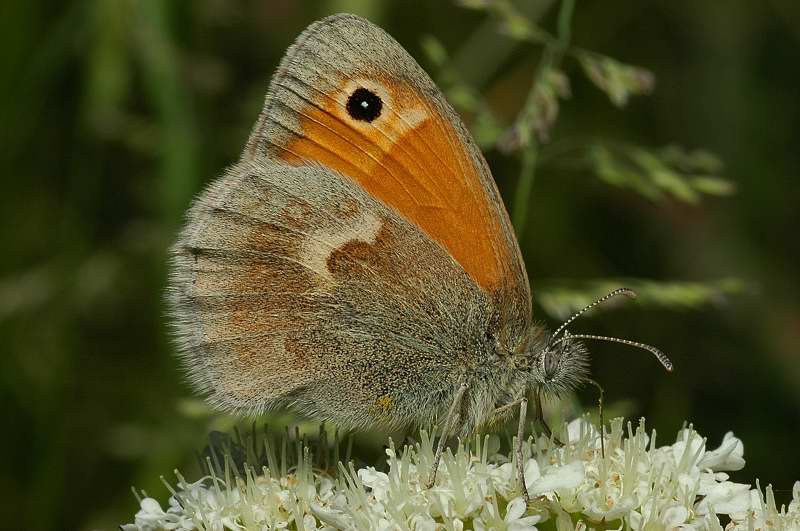 Coenonympha pamphilus