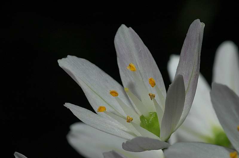 Allium subhirsutum / Aglio pelosetto