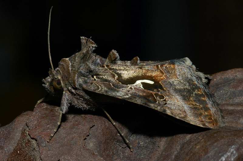 Sfarfallamento di Autographa gamma