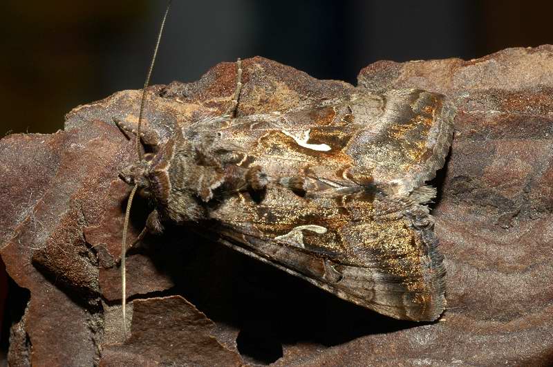 Sfarfallamento di Autographa gamma