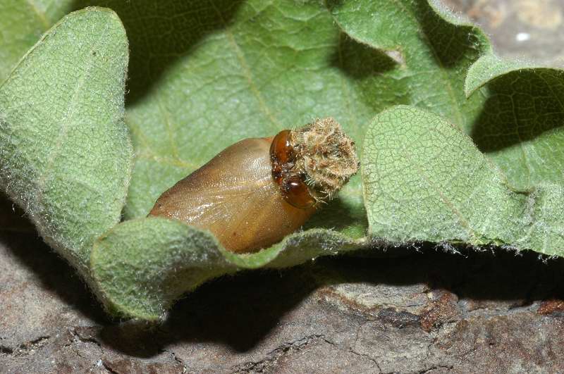 Bruchi stupendi, criptici: Quercusia quercus