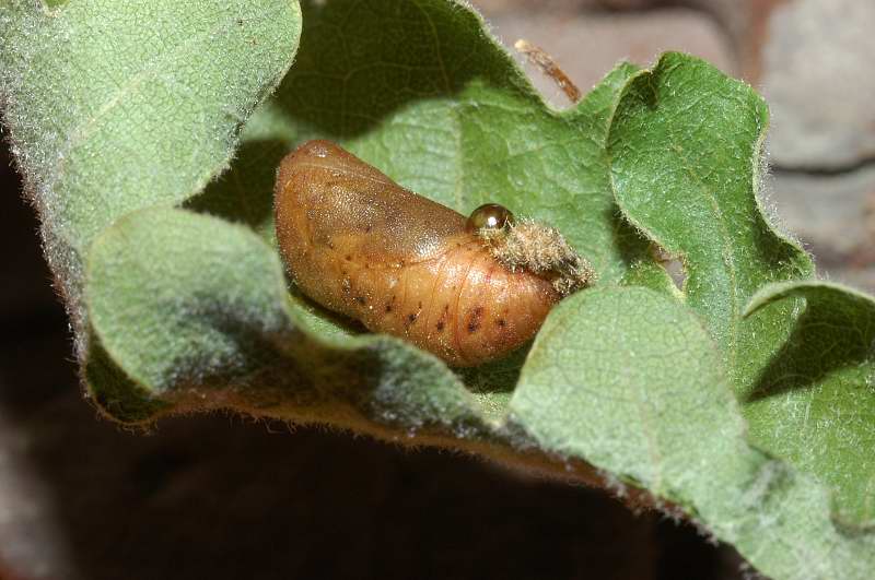 Bruchi stupendi, criptici: Quercusia quercus