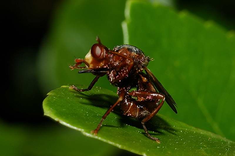 Contorsioni: Sicus ferrugineus