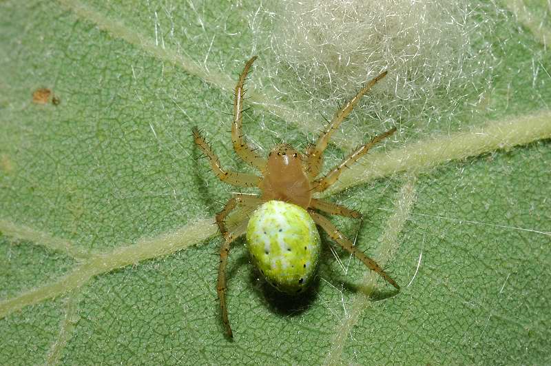 Araniella cucurbitina