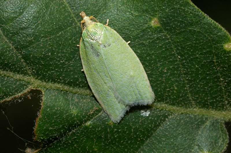 Tortrix viridana adulto