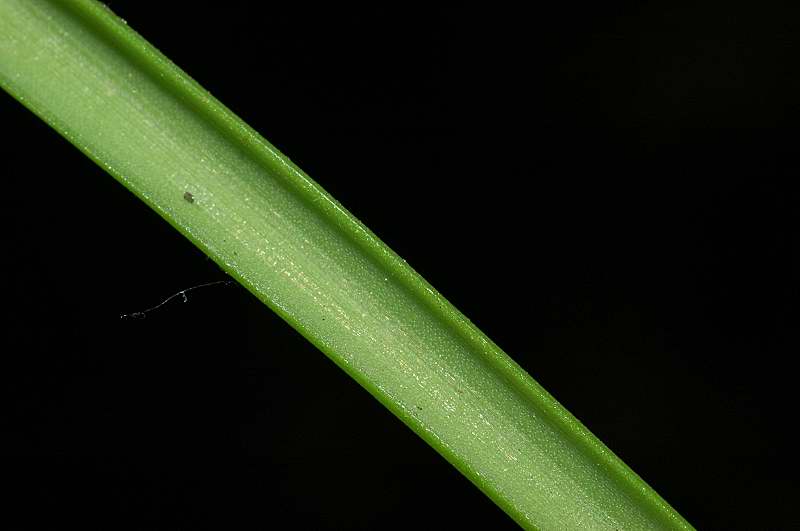 Allium subhirsutum / Aglio pelosetto