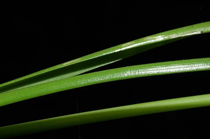 Allium subhirsutum / Aglio pelosetto