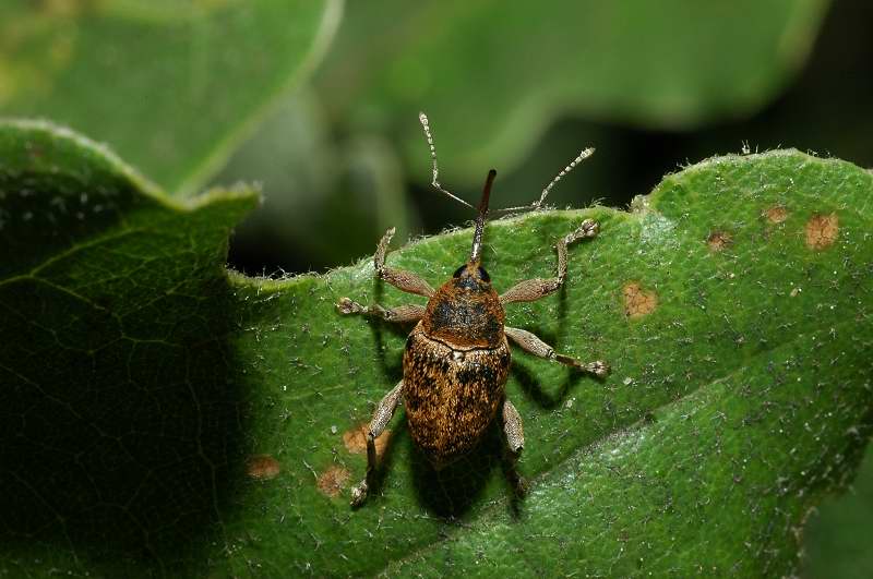 Sigaraio? Curculio nucum