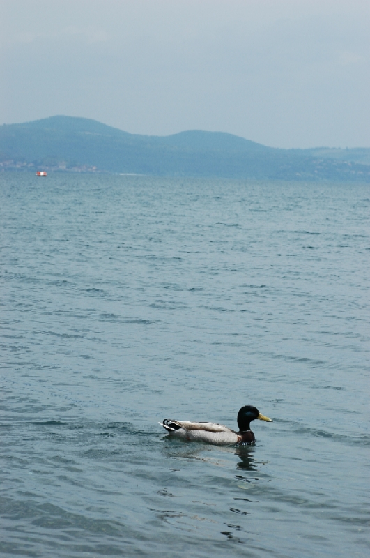 Gita al Lago di Bracciano