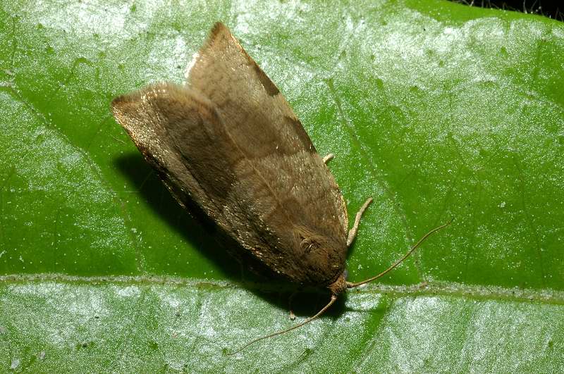 Tortrix sp. - No, Choristoneura cf. hebenstreitella