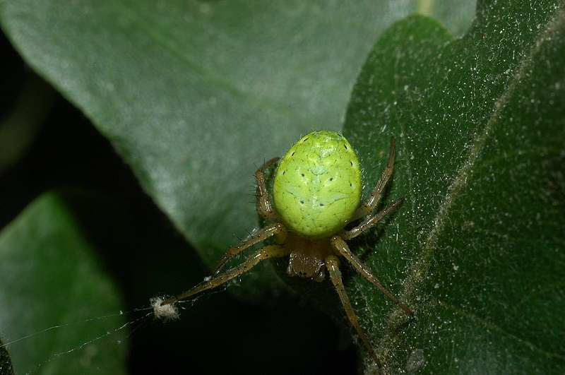 Araniella cucurbitina