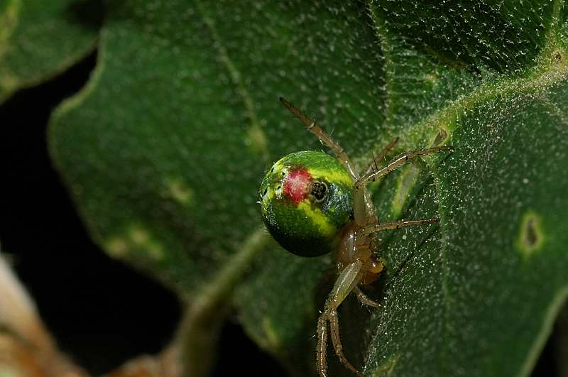 Araniella cucurbitina