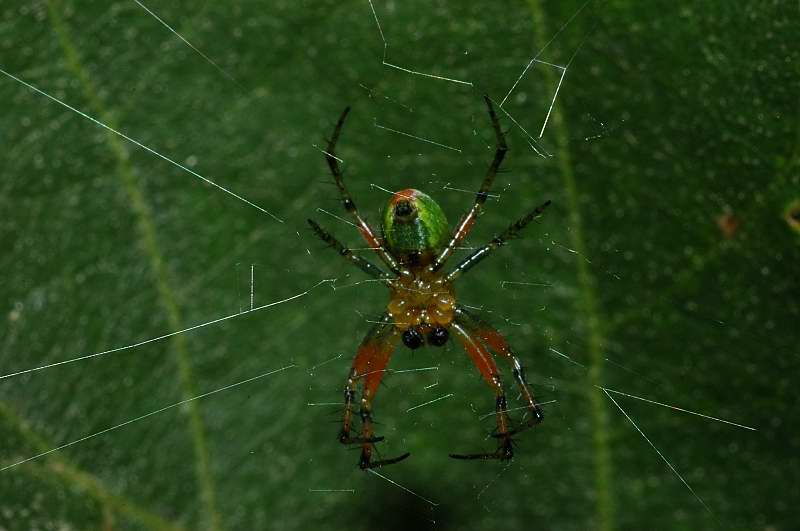 Araniella cucurbitina