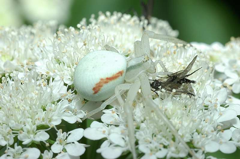 Misumena vatia