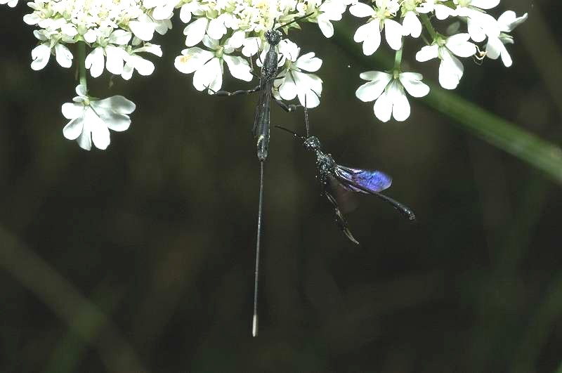 Gasteruption sp. (Hymenoptera, Gasteruptiidae)