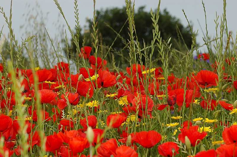 Dove sono finiti i papaveri? Papaver rhoeas