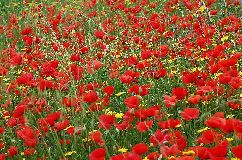Dove sono finiti i papaveri? Papaver rhoeas