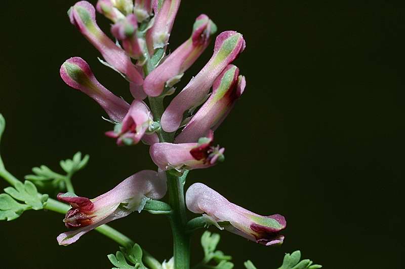 Fumaria officinalis / Fumaria comune