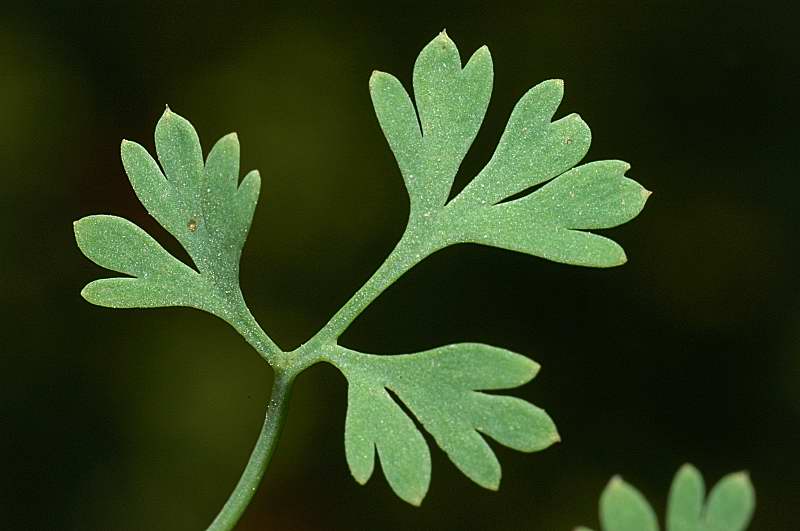 Fumaria officinalis / Fumaria comune