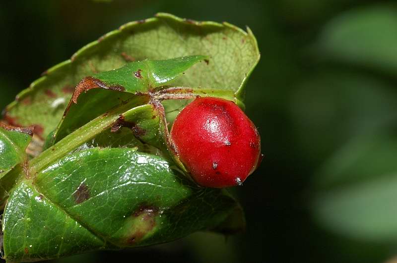 Galla: Diplolepis sp.