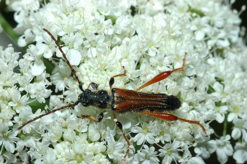 Stenopterus rufus e Oedemera flavipes