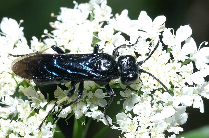 Galleria di tentredinidi: Cephaledo bifasciata e Macrophya montana