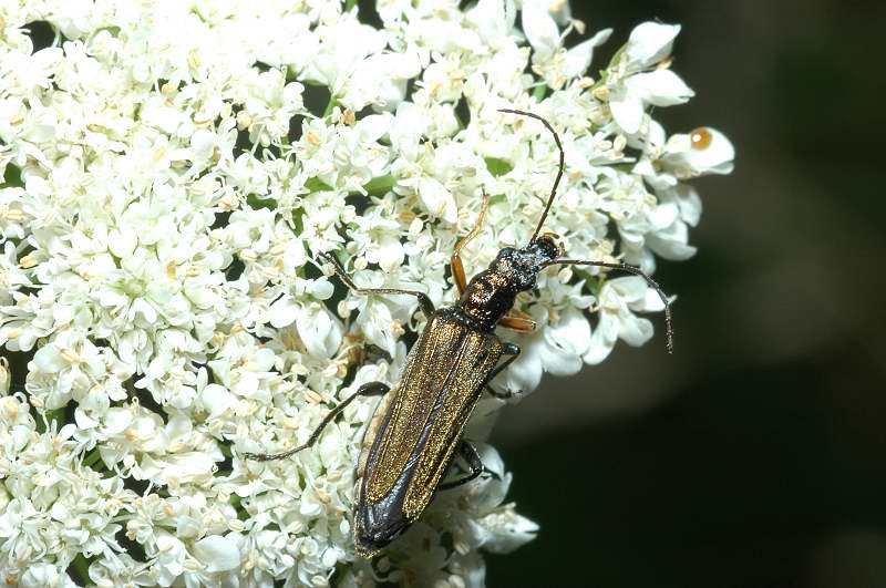 Stenopterus rufus e Oedemera flavipes