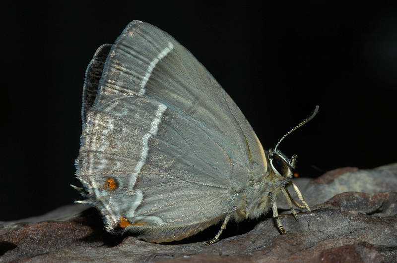 Bruchi stupendi, criptici: Quercusia quercus