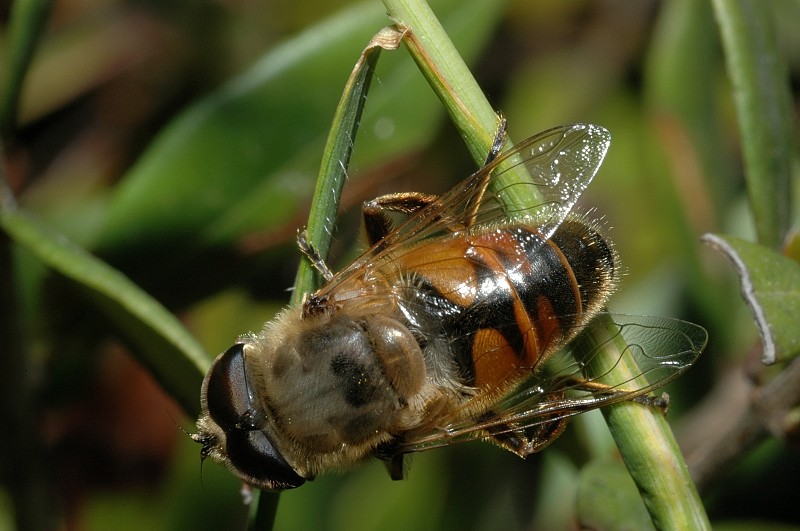 Volucella zonaria, Milesia crabroniformis e Myathropa florea