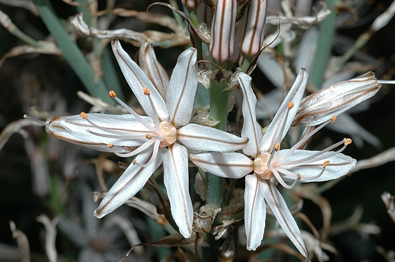 Asfodeli dal Gargano