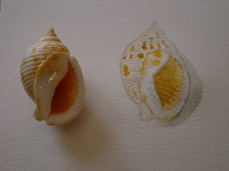 Disegno naturalistico 4 lezione