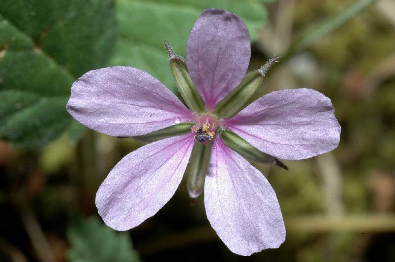 Erodium cicutarium / Becco di gr comune