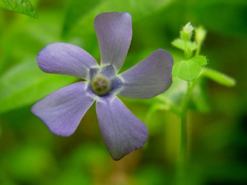 Vinca major & minor / Pervinca maggiore e minore