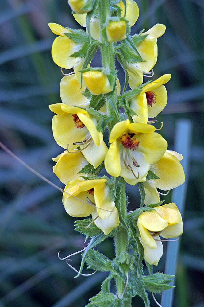 Verbascum creticum / Verbasco del Patriarca