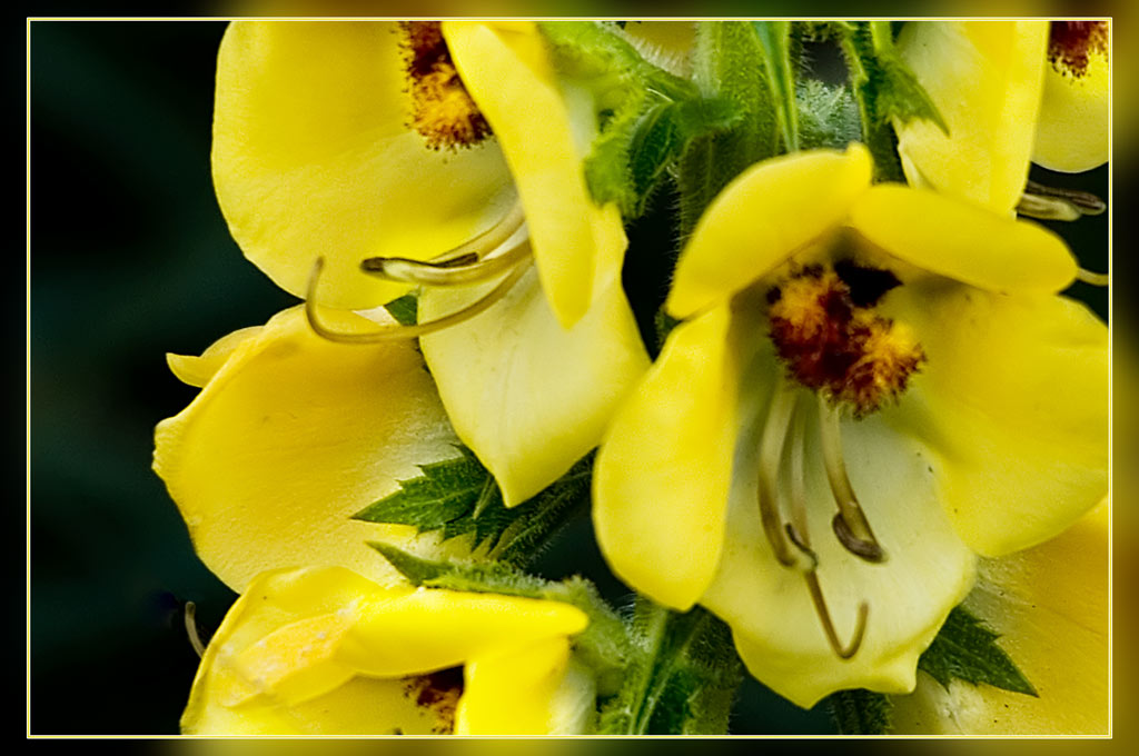 Verbascum creticum / Verbasco del Patriarca