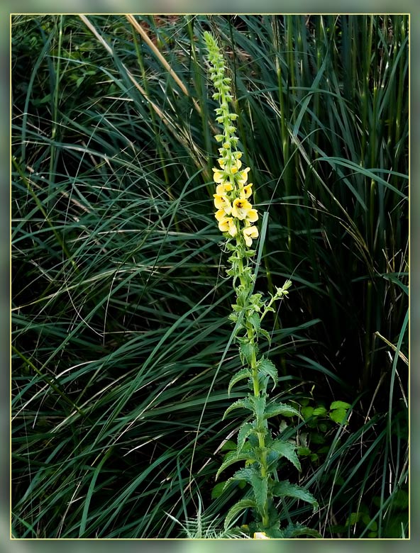 Verbascum creticum / Verbasco del Patriarca