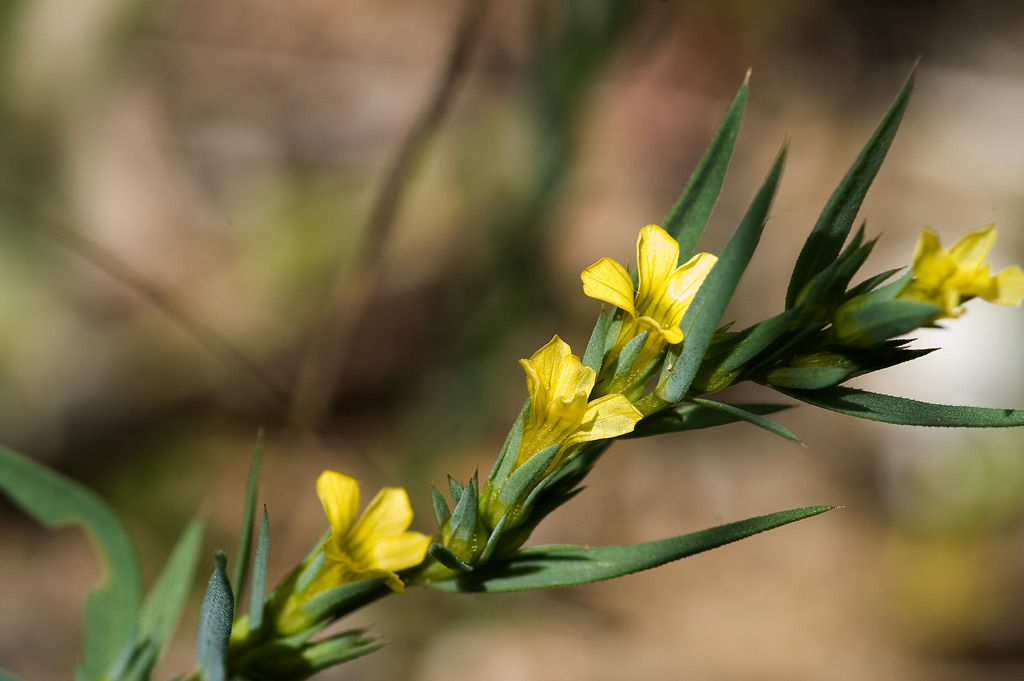 Piante da cipro: Linum strictum var. spicatum e...