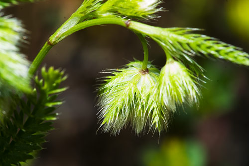 Piante da cipro: Linum strictum var. spicatum e...