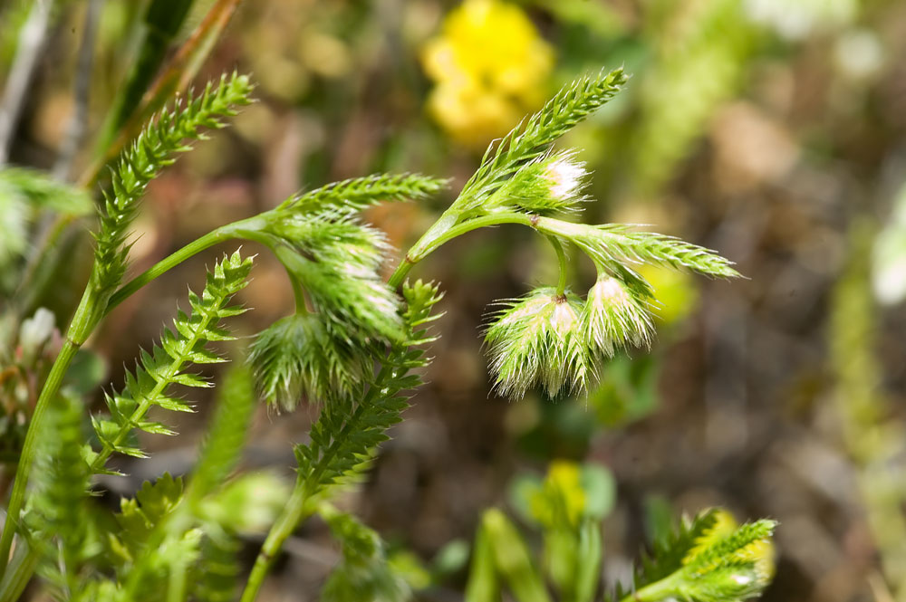 Piante da cipro: Linum strictum var. spicatum e...