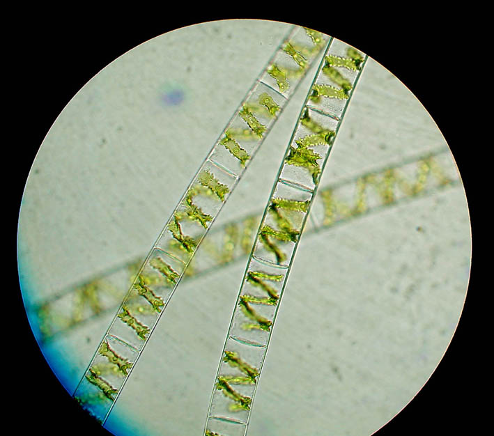 Spirogyra sp.
