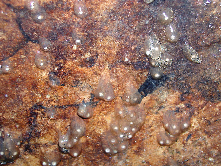 Salamandrina perspicillata