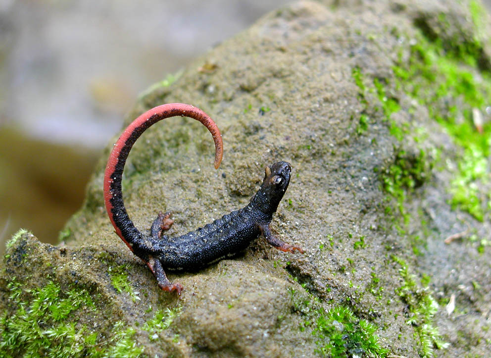 Salamandrina perspicillata