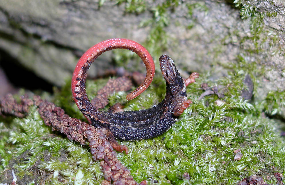 Salamandrina perspicillata