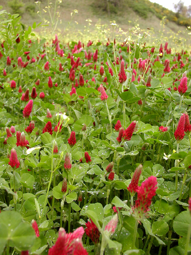 Trifolium incarnatum / Trifoglio incarnato